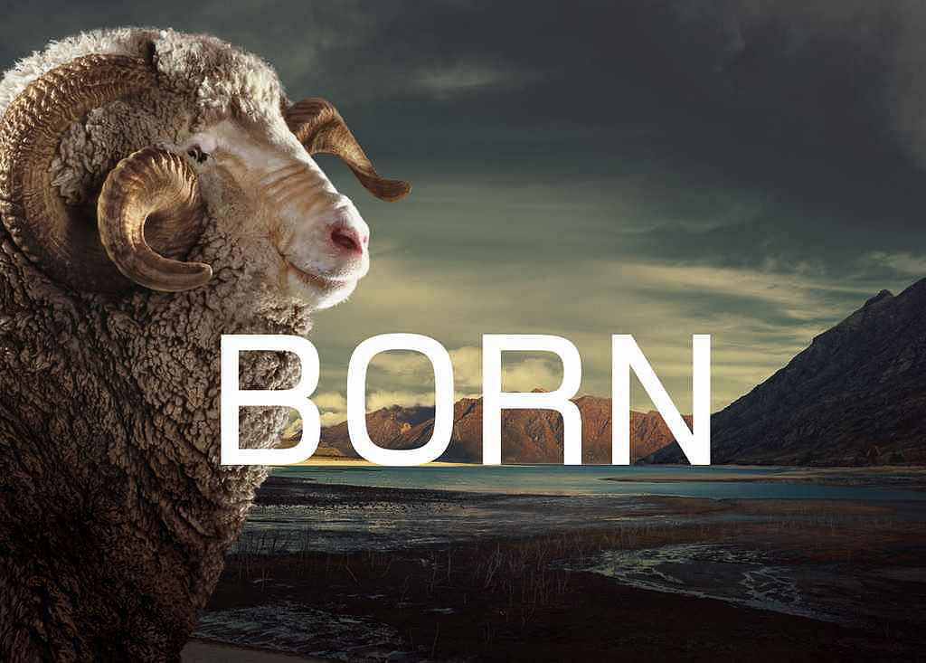 IB_Merinoschaft_born