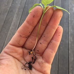 ueberall-Tomatenpflanzerl-klein